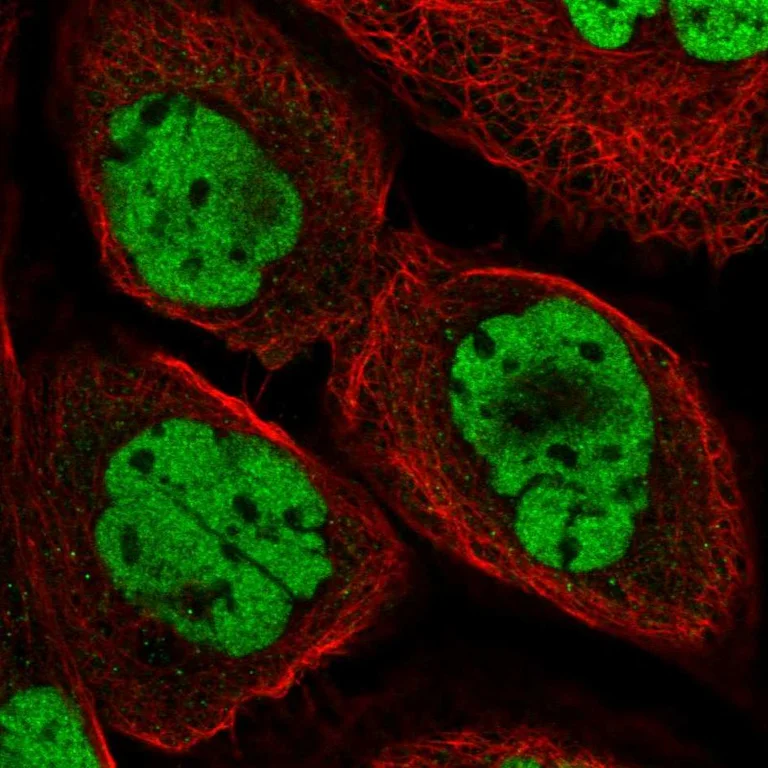 Immunocytochemistry/ Immunofluorescence - Anti-DPF2 Antibody (AB327244)