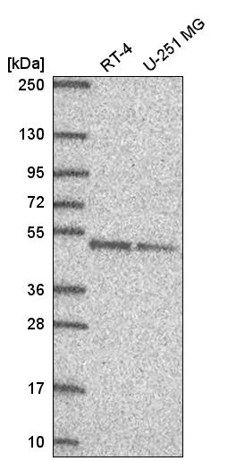 Western blot - Anti-DPF2 Antibody (AB327244)