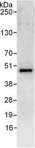 Immunoprecipitation - Anti-DPF2/REQ antibody (AB128149)