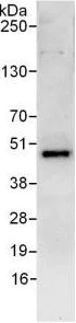 Immunoprecipitation - Anti-DPF2/REQ antibody (AB128149)