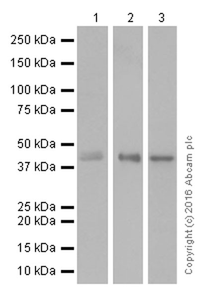 Western blot - Anti-DPF2/REQ antibody [EPR9206(B)] (AB134942)