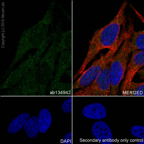Immunocytochemistry/ Immunofluorescence - Anti-DPF2/REQ antibody [EPR9206(B)] - BSA and Azide free (AB232327), expandable thumbnail