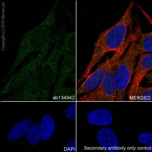 Immunocytochemistry/ Immunofluorescence - Anti-DPF2/REQ antibody [EPR9206(B)] - BSA and Azide free (AB232327)