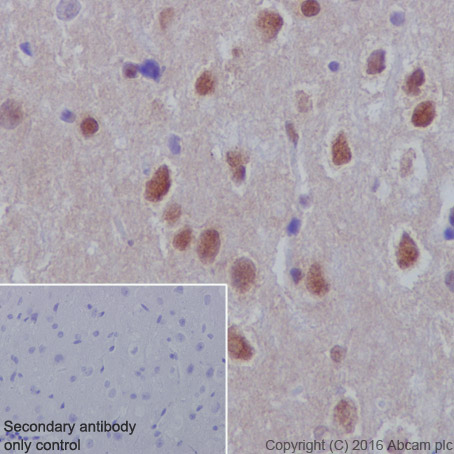 Immunohistochemistry (Formalin/PFA-fixed paraffin-embedded sections) - Anti-DPF2/REQ antibody [EPR9206(B)] - BSA and Azide free (AB232327), expandable thumbnail