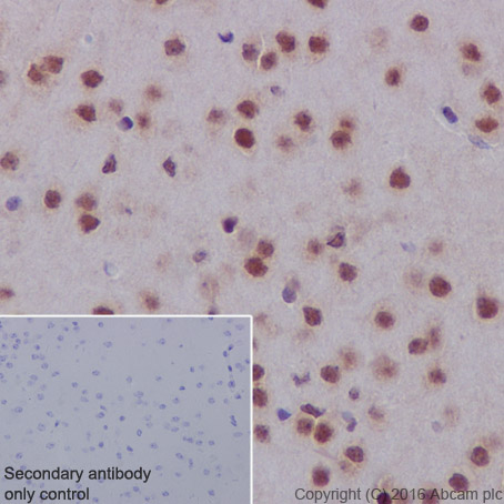 Immunohistochemistry (Formalin/PFA-fixed paraffin-embedded sections) - Anti-DPF2/REQ antibody [EPR9206(B)] - BSA and Azide free (ab232327), expandable thumbnail