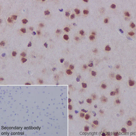 Immunohistochemistry (Formalin/PFA-fixed paraffin-embedded sections) - Anti-DPF2/REQ antibody [EPR9206(B)] - BSA and Azide free (AB232327)