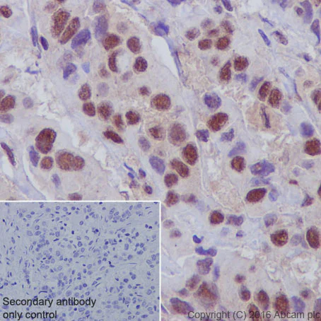 Immunohistochemistry (Formalin/PFA-fixed paraffin-embedded sections) - Anti-DPF2/REQ antibody [EPR9206(B)] - BSA and Azide free (AB232327)