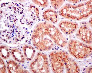 Immunohistochemistry (Formalin/PFA-fixed paraffin-embedded sections) - Anti-DPF2/REQ antibody [EPR9206(B)] - BSA and Azide free (AB232327)