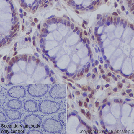 Immunohistochemistry (Formalin/PFA-fixed paraffin-embedded sections) - Anti-DPF2/REQ antibody [EPR9206(B)] - BSA and Azide free (AB232327), expandable thumbnail