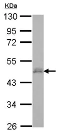 Western blot - Anti-DPF3 antibody (AB127703)