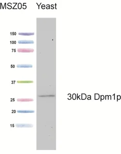 Western blot - Anti-DPM1 antibody [5C5A7] (AB113686)