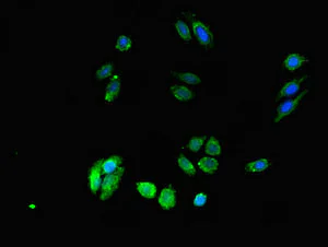 Immunocytochemistry/ Immunofluorescence - Anti-DPM1 antibody (AB236604)