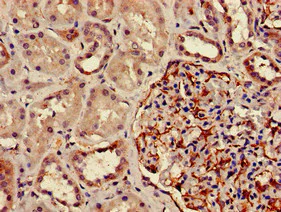 Immunohistochemistry (Formalin/PFA-fixed paraffin-embedded sections) - Anti-DPM1 antibody (AB236604)
