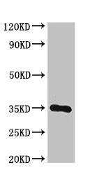 Western blot - Anti-DPM1 antibody (AB236604)