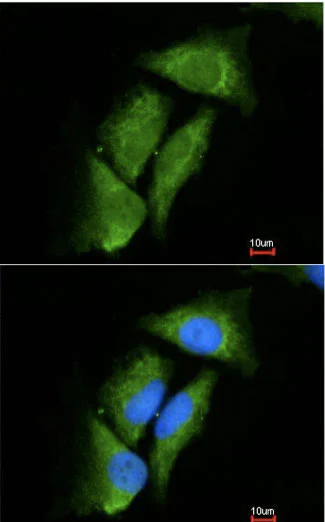 Immunocytochemistry/ Immunofluorescence - Anti-DPP3 antibody (AB97437)