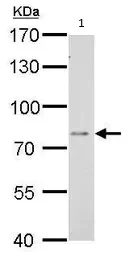 Western blot - Anti-DPP3 antibody (AB97437)