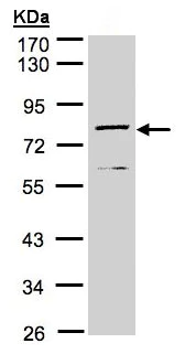 Western blot - Anti-DPP3 antibody (AB97437)
