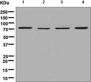 Western blot - Anti-DPP3 antibody [EPR9020(B)] (AB133671)
