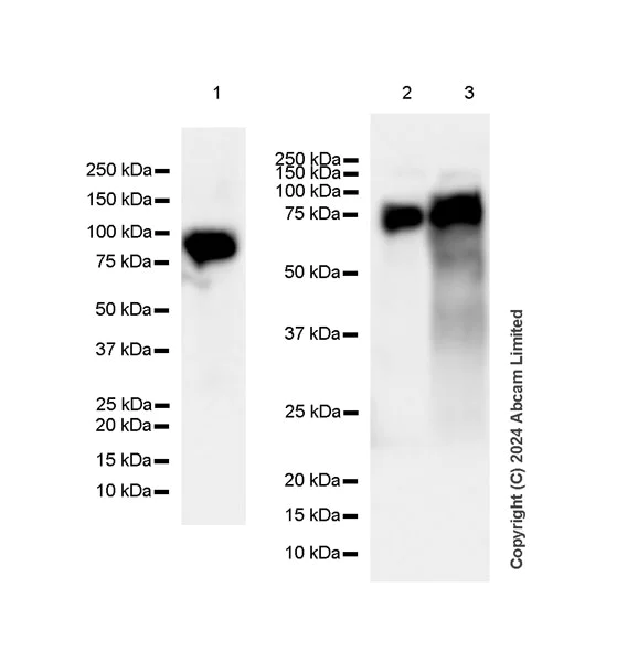 Western blot - Anti-DPP3 antibody [EPR9020(B)] - BSA and Azide free (AB248606)