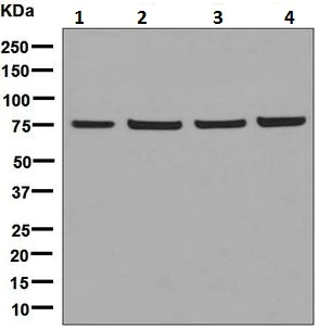 Western blot - Anti-DPP3 antibody [EPR9021(B)] (AB133735)