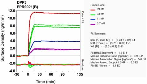 OI-RD Scanning - Anti-DPP3 antibody [EPR9021(B)] - BSA and Azide free (AB248633), expandable thumbnail