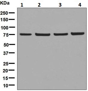 Western blot - Anti-DPP3 antibody [EPR9021(B)] - BSA and Azide free (AB248633), expandable thumbnail