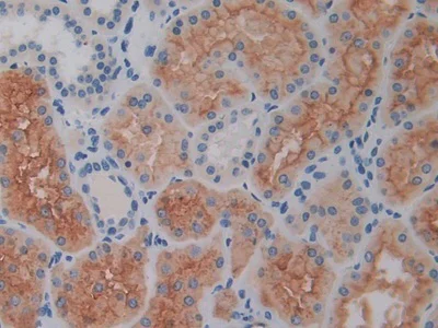 Immunohistochemistry (Formalin/PFA-fixed paraffin-embedded sections) - Anti-DPP4 antibody (AB231973)