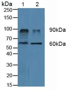 Western blot - Anti-DPP4 antibody (AB231973)