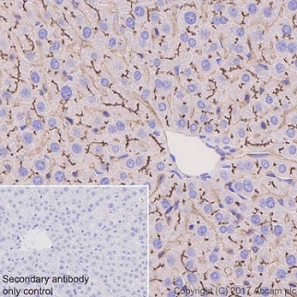 Immunohistochemistry (Formalin/PFA-fixed paraffin-embedded sections) - Anti-DPP4 antibody [EPR18215] (AB187048)
