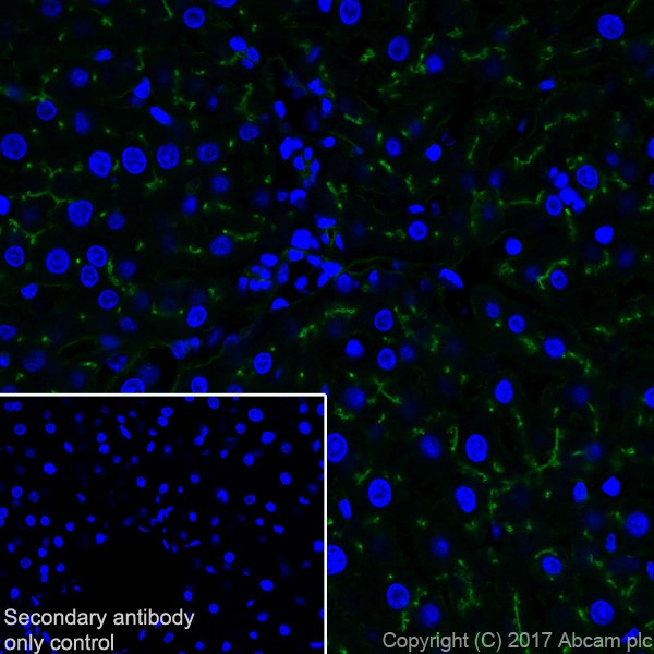 Immunohistochemistry (Frozen sections) - Anti-DPP4 antibody [EPR18215] (AB187048)