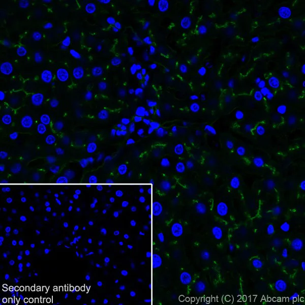Immunohistochemistry (Frozen sections) - Anti-DPP4 antibody [EPR18215] (AB187048)