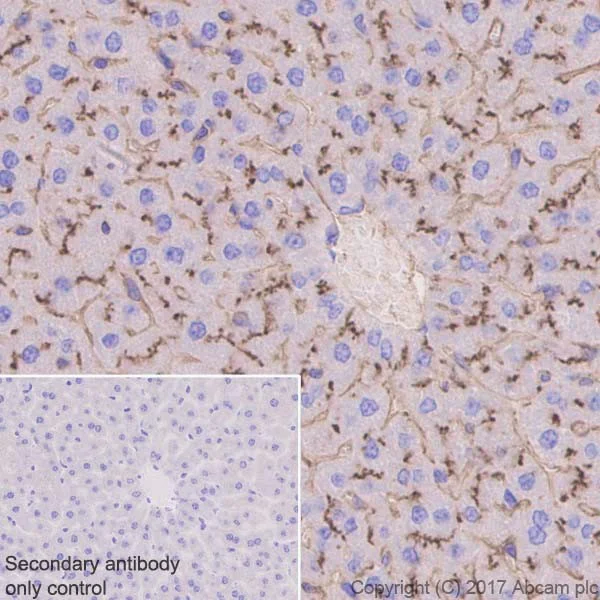 Immunohistochemistry (Formalin/PFA-fixed paraffin-embedded sections) - Anti-DPP4 antibody [EPR18215] - BSA and Azide free (AB232221)