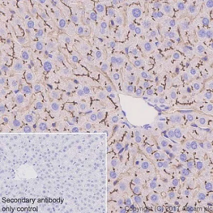 Immunohistochemistry (Formalin/PFA-fixed paraffin-embedded sections) - Anti-DPP4 antibody [EPR18215] - BSA and Azide free (AB232221)