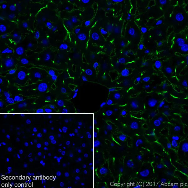 Immunohistochemistry (Frozen sections) - Anti-DPP4 antibody [EPR18215] - BSA and Azide free (AB232221)