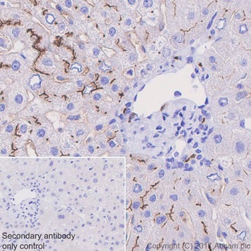 Immunohistochemistry (Formalin/PFA-fixed paraffin-embedded sections) - Anti-DPP4 antibody [EPR20819] (AB215711)