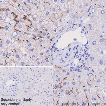 Immunohistochemistry (Formalin/PFA-fixed paraffin-embedded sections) - Anti-DPP4 antibody [EPR20819] (AB215711)