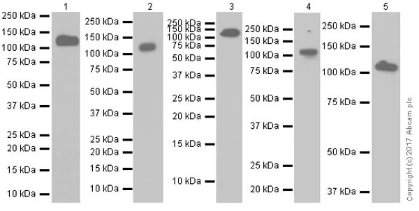 Western blot - Anti-DPP4 antibody [EPR20819] (AB215711)