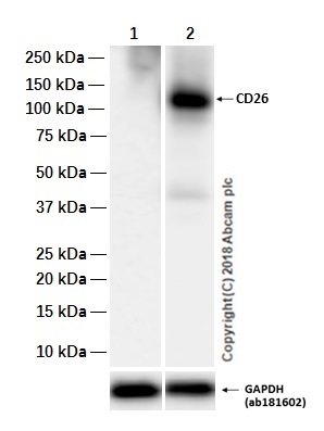 Western blot - Anti-DPP4 antibody [EPR20819] (AB215711)