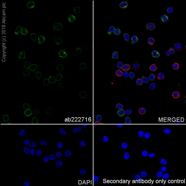 Immunocytochemistry/ Immunofluorescence - Anti-DPP4 antibody [EPR21945] - BSA and Azide free (AB234103), expandable thumbnail