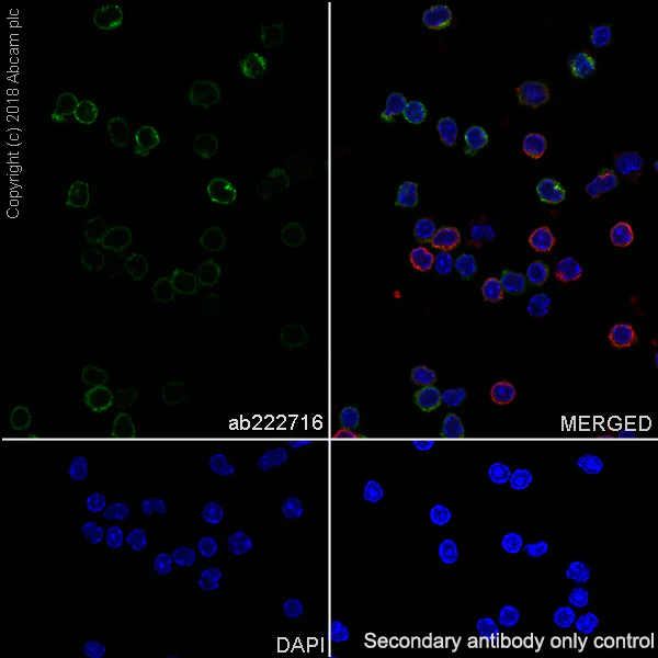 Immunocytochemistry/ Immunofluorescence - Anti-DPP4 antibody [EPR21945] - BSA and Azide free (AB234103)