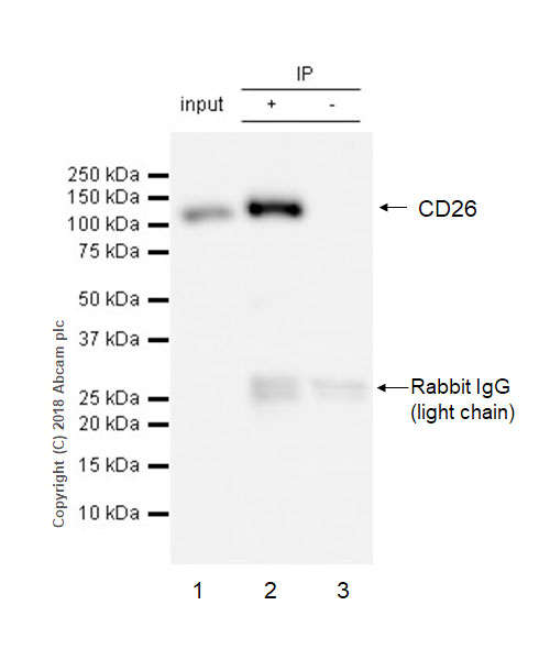Immunoprecipitation - Anti-DPP4 antibody [EPR21945] - BSA and Azide free (AB234103), expandable thumbnail
