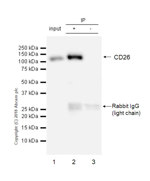 Immunoprecipitation - Anti-DPP4 antibody [EPR21945] - BSA and Azide free (AB234103)