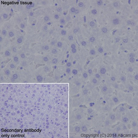 Immunohistochemistry (Formalin/PFA-fixed paraffin-embedded sections) - Anti-DPP6 antibody [EPR15944-24] (ab198506), expandable thumbnail