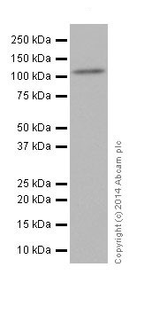 Western blot - Anti-DPP6 antibody [EPR15944-24] (AB198506), expandable thumbnail