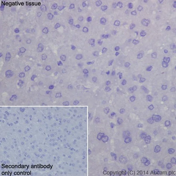 Immunohistochemistry (Formalin/PFA-fixed paraffin-embedded sections) - Anti-DPP6 antibody [EPR15944-24] - BSA and Azide free (AB242409)