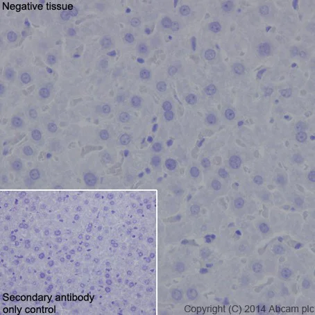 Immunohistochemistry (Formalin/PFA-fixed paraffin-embedded sections) - Anti-DPP6 antibody [EPR15944-24] - BSA and Azide free (AB242409)