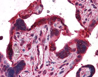 Immunohistochemistry (Formalin/PFA-fixed paraffin-embedded sections) - Anti-DPP8 antibody (AB113226)