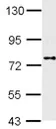 Western blot - Anti-DPP8 antibody (AB113226)