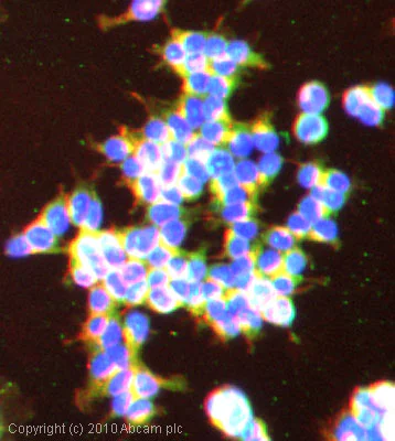 Immunocytochemistry/ Immunofluorescence - Anti-DPP9 antibody - Catalytic domain (AB42080)