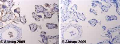 Immunohistochemistry (Formalin/PFA-fixed paraffin-embedded sections) - Anti-DPP9 antibody - Catalytic domain (AB42080)